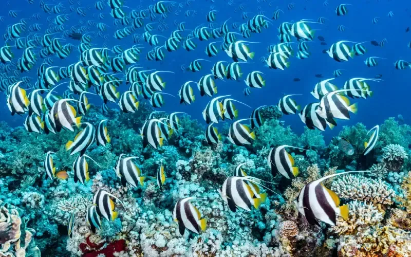 Tropical fish semi-submarine Sharm el-Sheikh — Red Sea marine life viewing tour